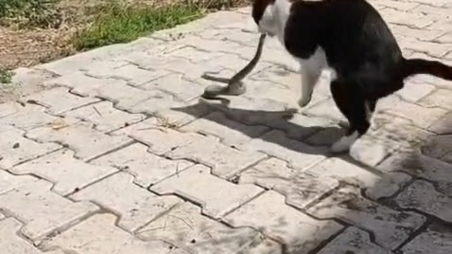 Elazığ'da kediyle yılanın kavgası kameraya yansıdı