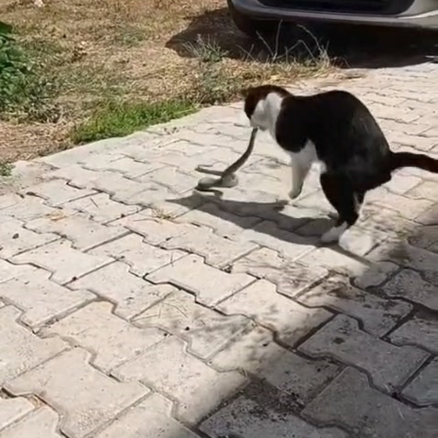 Elazığ'da kediyle yılanın kavgası kameraya yansıdı