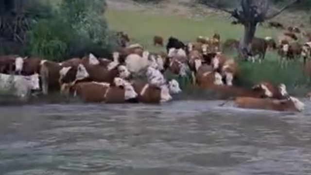Sürü halinde suya girdiler, Kelkit Çayı'nı yüzerek geçtiler