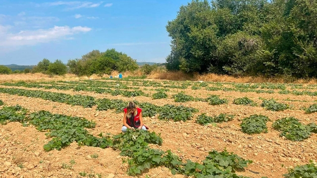 Dazkırı'da alternatif ürünler için saha çalışması