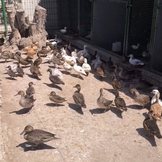 Edirne'de çiftlikte yabani 257 kanatlı kuş ele geçirildi
