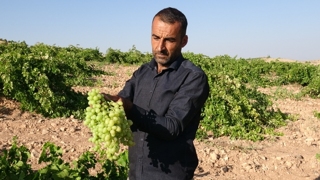 Anadolu'nun Unutulan Lezzeti "tahannebi" üzümü Malatya'da yeniden ekonomiye kazandırılıyor