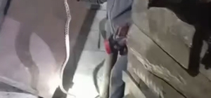 Iğdır'ın "Yılan Bükücüsü" gece gündüz demeden yılanları çıplak elle yakalıy...