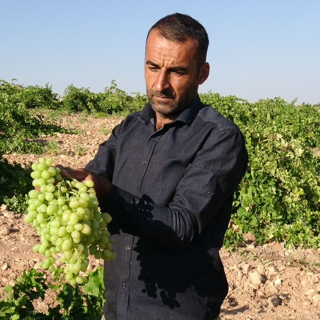 Anadolu'nun Unutulan Lezzeti "tahannebi" üzümü Malatya'da yeniden ekonomiye...