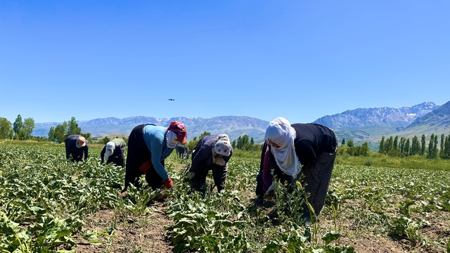 Alın teri 40 derecede toprağa karışıyor
Erzincan'da kavurucu sıcakta pancar mesaisi