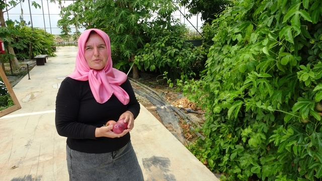 Evin çatısında tohumla başlayan yolculuk, tropikal meyve müzesine dönüştü
3 dönümlük kapalı alanda yüzü aşkın tropikal meyveyi organik yöntemlerle yetiştiriyor
Şevkiye Durgun: "Ben hayallerimi gerçekleştirmenin gururunu yaşıyorum"