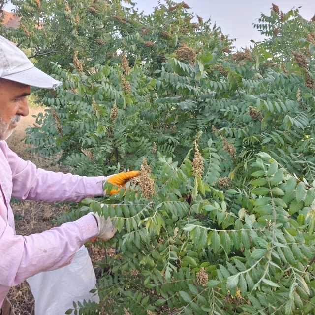 Elazığ'da kebapçıların gözdesi sumağın hasadı başladı
