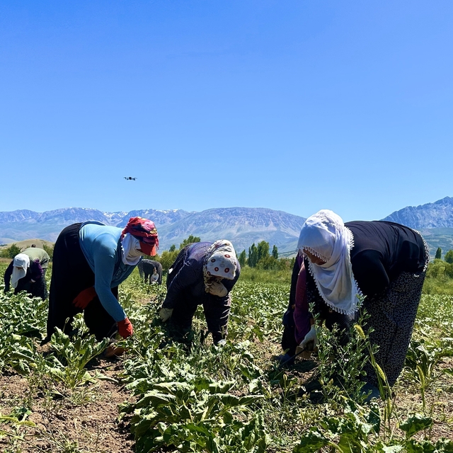 Alın teri 40 derecede toprağa karışıyor
Erzincan'da kavurucu sıcakta pancar...