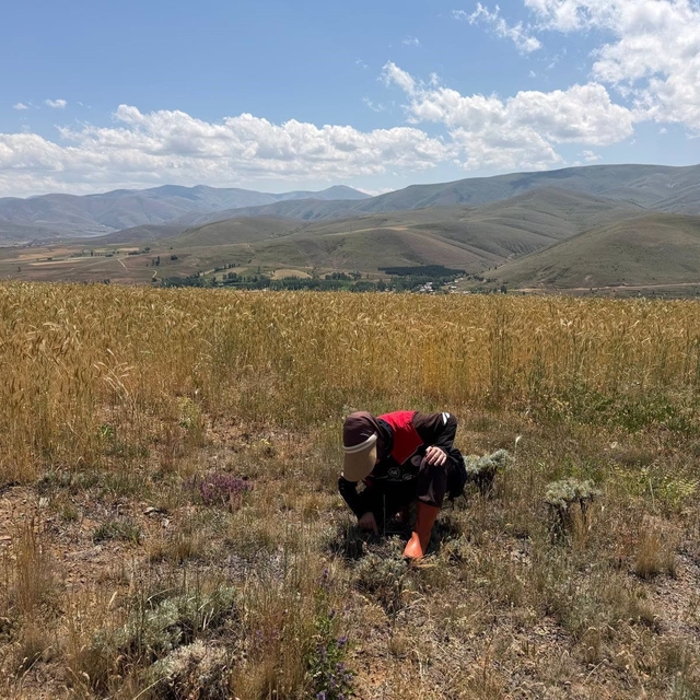 Bayburt'ta ekili alanlarda zararlı takibi devam ediyor
