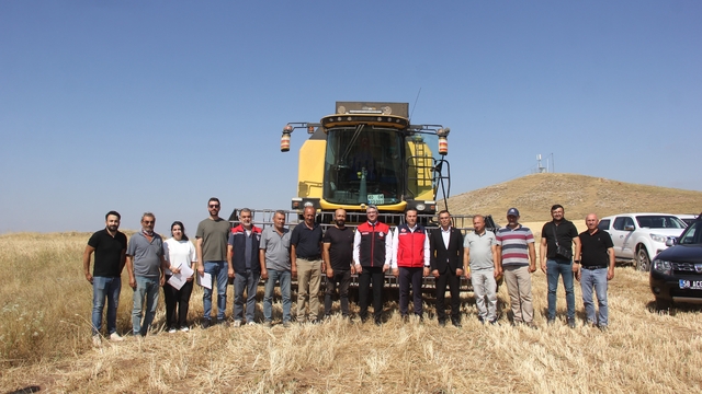 Sivas'ta ilk kez toprakla buluşturulan 5 farklı çeşit buğday hasat edildi