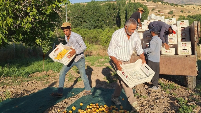 Akçadağ Ziraat Odası Başkanı İnal'dan kayısı fiyatları için TMO çağrısı