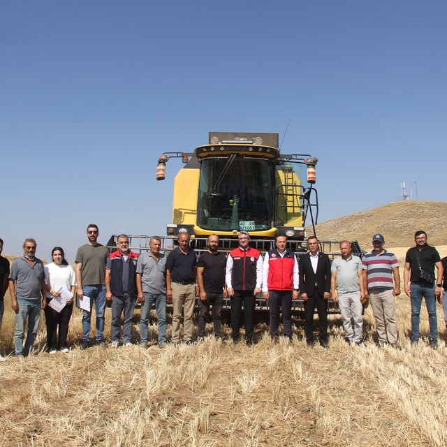 Sivas'ta ilk kez toprakla buluşturulan 5 farklı çeşit buğday hasat edildi