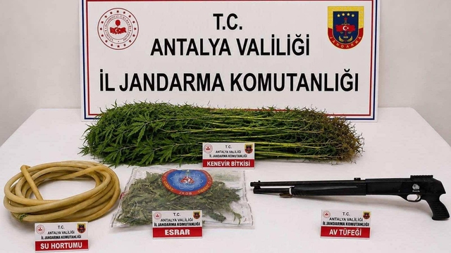 Alanya'da 120 kök kenevir ele geçirildi