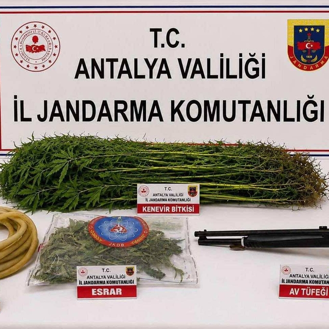Alanya'da 120 kök kenevir ele geçirildi