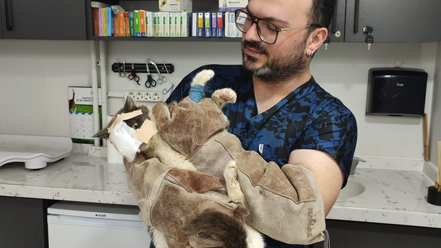 Keşan'da yüzündeki tümör alınan kedinin yüzüne canlı deri flebi taşındı