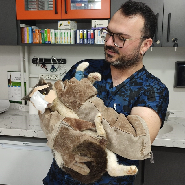 Keşan'da yüzündeki tümör alınan kedinin yüzüne canlı deri flebi taşındı