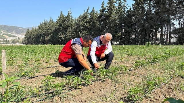 Antakya'da sebze üreticisiyle sahada istişare edildi