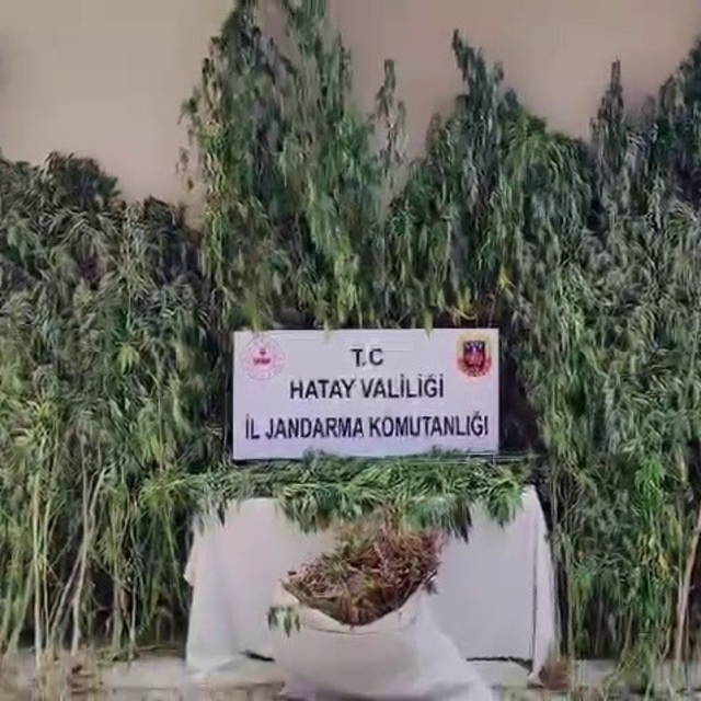 Orman içine ekilen kenevir tarlasını jandarma tespit etti