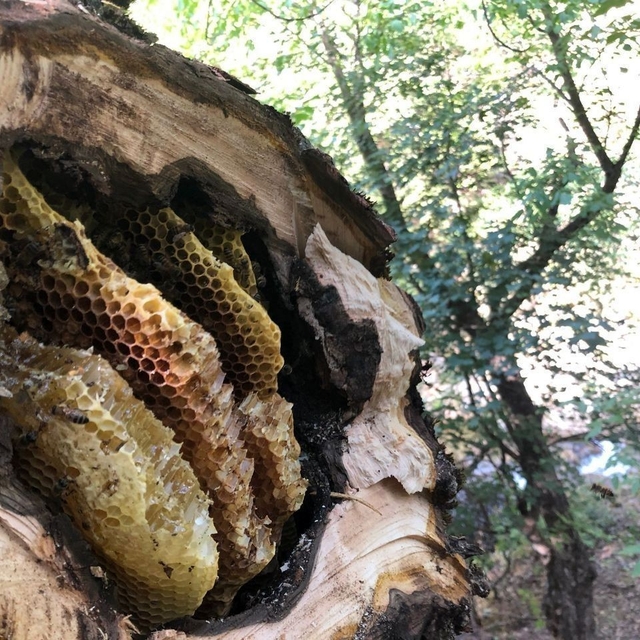 Kovanlardan uzakta üretiliyor, Erzincan'da doğadan hasat ediliyor