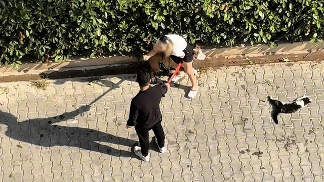 Ağızlıksız gezdirilen Pitbull kediyi parçaladı: Sahibi 'polisi aramayın' diye yalvardı