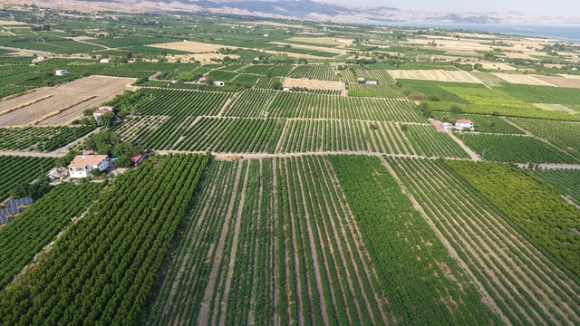 Elazığ'da erkenci üzüm hasadı başladı