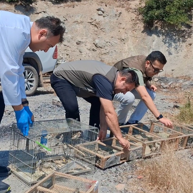 Kahramanmaraş'ta kaçak saka kuşu avına operasyon: 175 kuş kurtarıldı