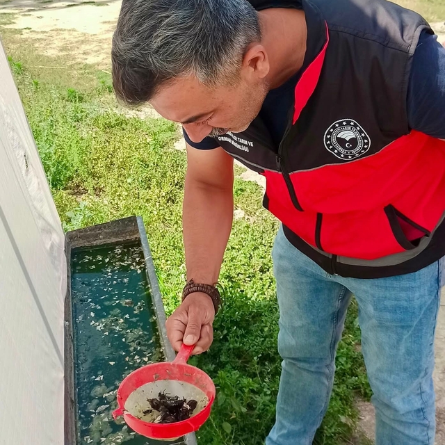 Haziran böceğiyle mücadele sürüyor