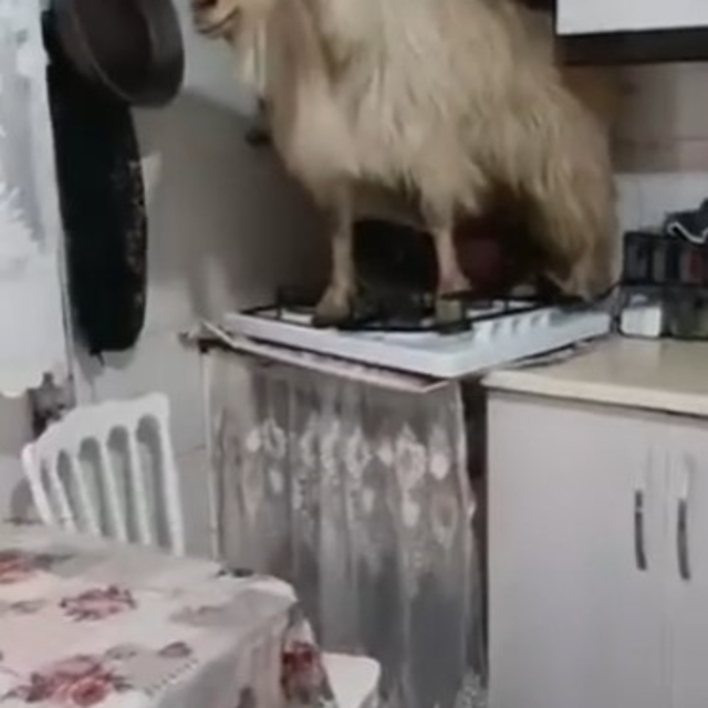 Eve kaçan keçiyi yakalayamadı..."Keçiyi polise ihbar edeceğim" diye tehdit...