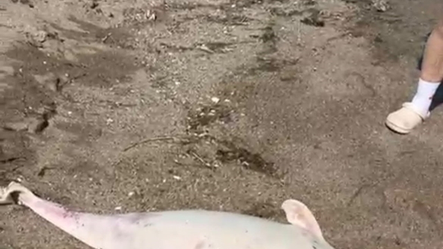 Boğaz'da yunus ölümleri devam ediyor, vatandaşlar tedirgin