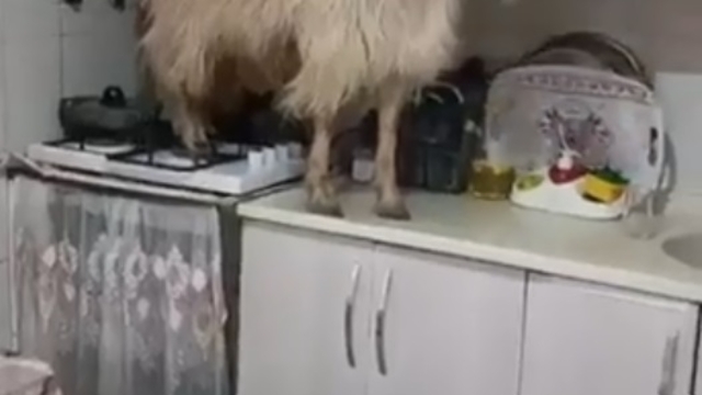 Mutfağa giren keçi tezgahın üzerine çıktı