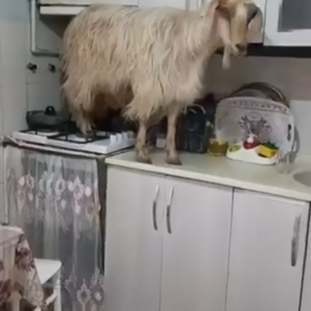 Mutfağa giren keçi tezgahın üzerine çıktı