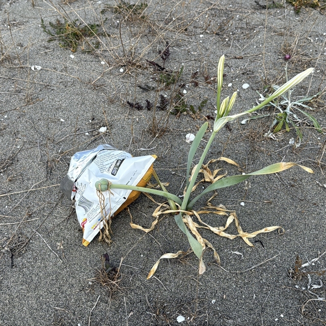 Cezası dudak uçuklatan kum zambakları, çöpler arasında güzelliğini yitirdi...