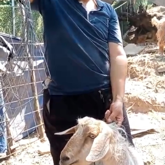 Eve giren keçi sosyal medyaya düştü, 4 gündür onu arayan sahibi bulundu
Ulu...