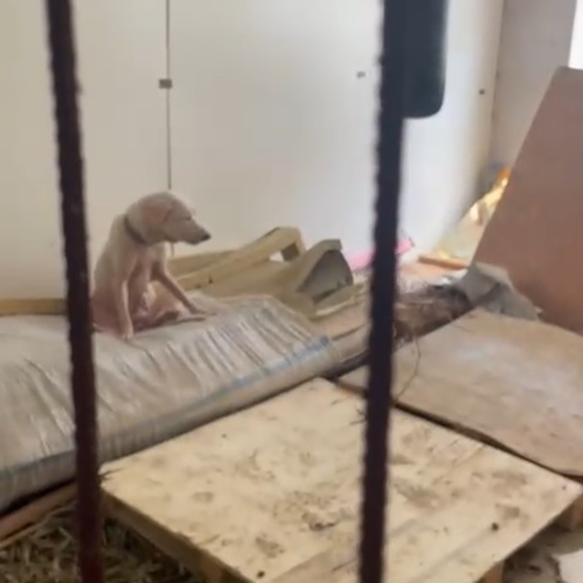Pire istilasına neden olan hayvanların tutulduğu ortama ait görüntüler orta...