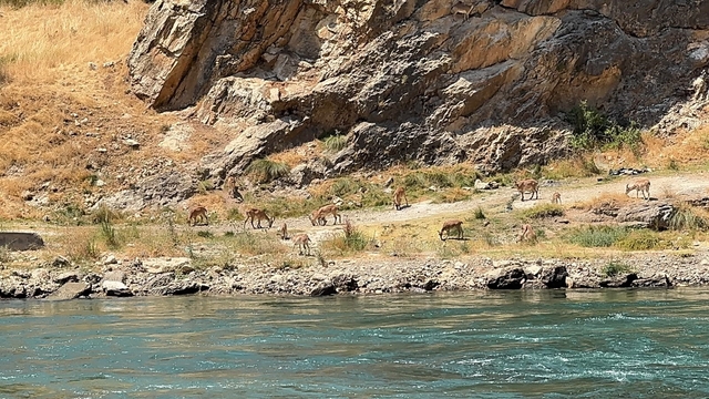 Elazığ'da dağ keçileri sürü halinde görüntülendi