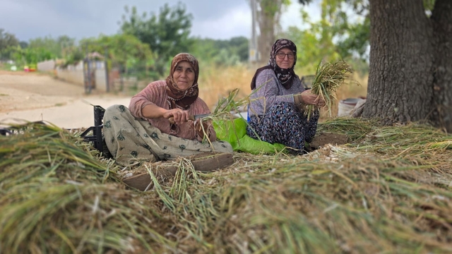 Türkiye'nin pırasa ambarında üretim mesaisi sürüyor