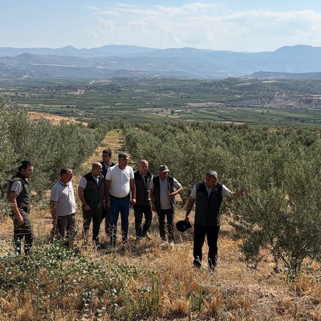 Zeytin ağaçlandırması orman köylüsüne gelir kapısı oluyor