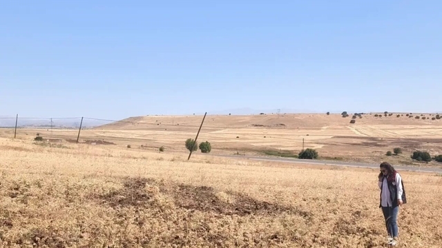Ağın'da tüylü nohut hasadı devam ediyor