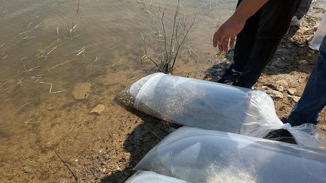 Soma'da baraj ve göletlere 250 bin yavru sazan bırakıldı
