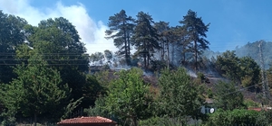 Sinop'taki orman yangınıyla ilgili 1 kişi tutuklandı