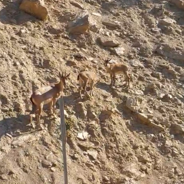 Tunceli'de nesli tükenme tehlikesi altında olan dağ keçileri görüntülendi