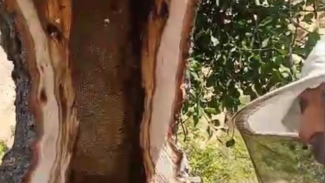 Ağaç gövdesinden kilolarca bal çıktı