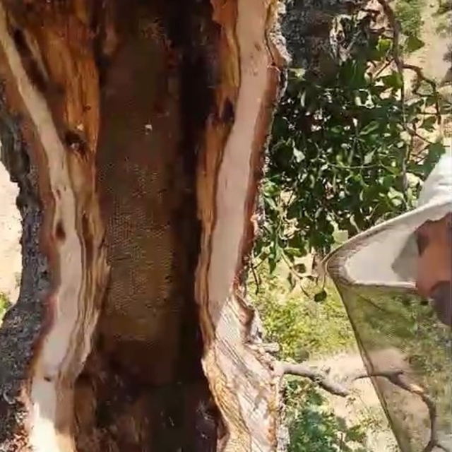 Ağaç gövdesinden kilolarca bal çıktı