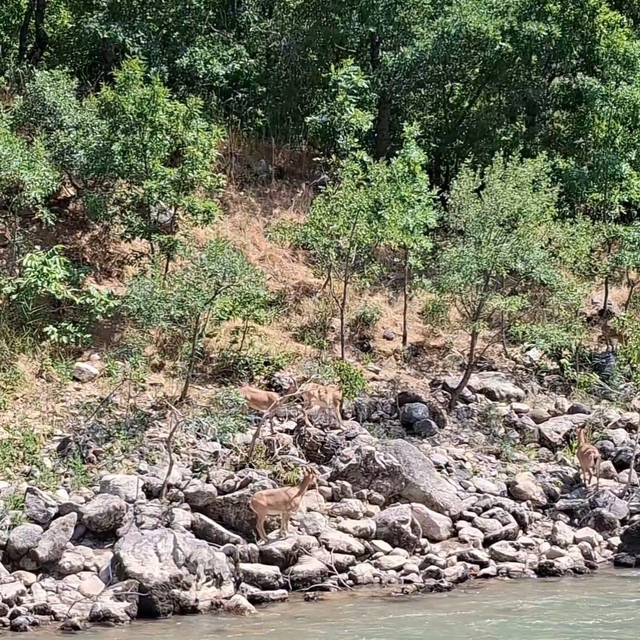 Tunceli'de koruma altındaki dağ keçileri Munzur Nehri kıyısında görüntülend...