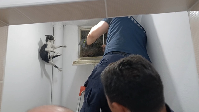 Amasya'da kurtarılan kedi, itfaiyecileri peşinden koşturdu