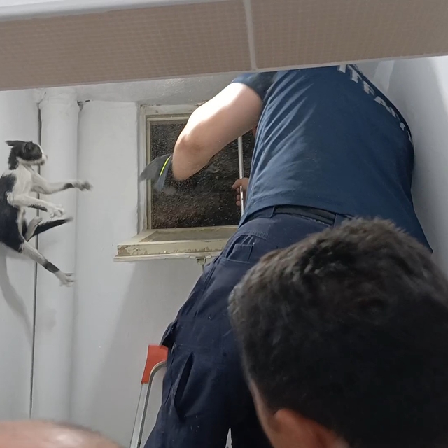 Amasya'da kurtarılan kedi, itfaiyecileri peşinden koşturdu