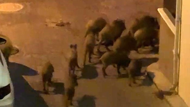 Kuşadası'nda yaban domuzları sürüsü mahalle aralarında görüntülendi