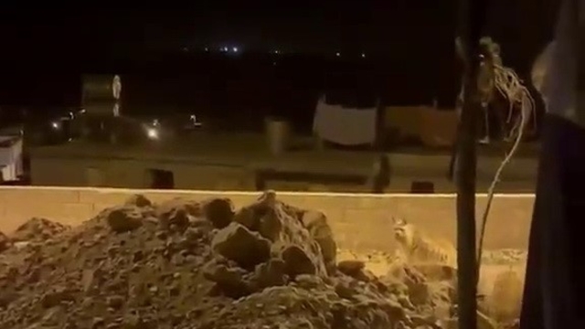 Adıyaman'da çizgili sırtlan evlerin bahçesinde görüntülendi