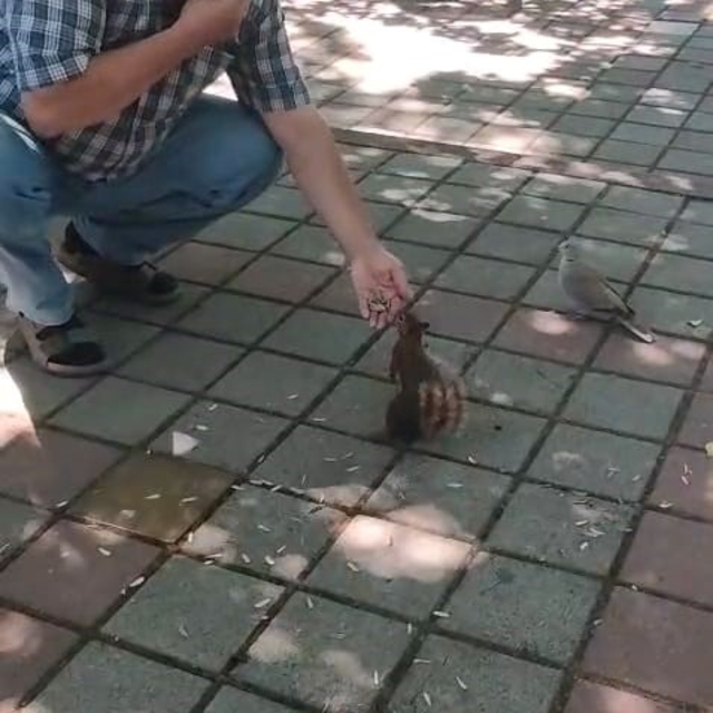 İnegöl'de sincap ve kumruyu elleriyle besledi