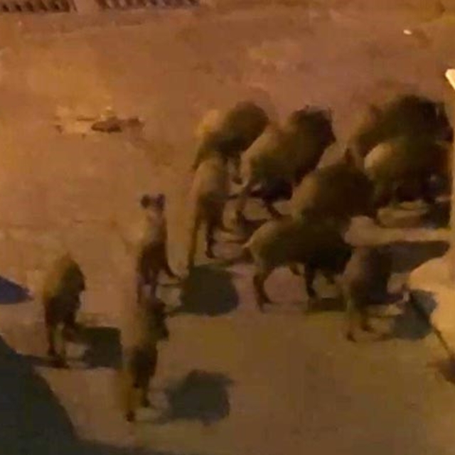 Kuşadası'nda yaban domuzları sürüsü mahalle aralarında görüntülendi